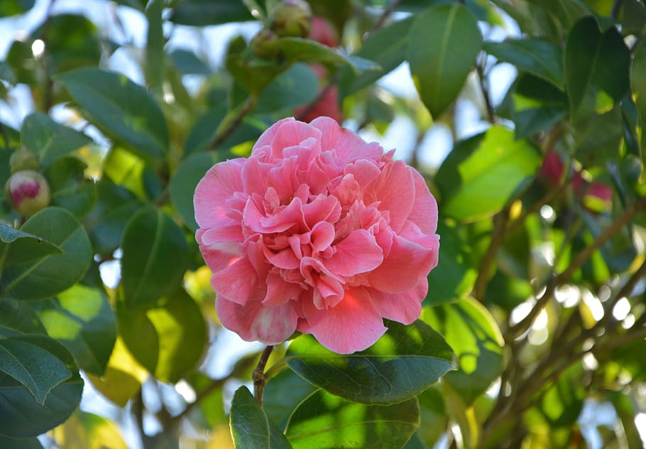 flor, flor de camelia, camelia rosa, planta, naturaleza, hoja, jardín,  crecimiento, color rosado, belleza en la naturaleza | Pxfuel