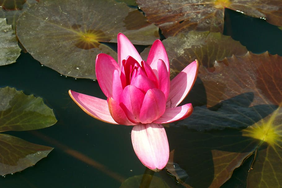 flower, pink, basin, aquatic plant, kind nymphaea, dicotyledonous, nympheacea family, bud, floating rounded leaves, nuphar