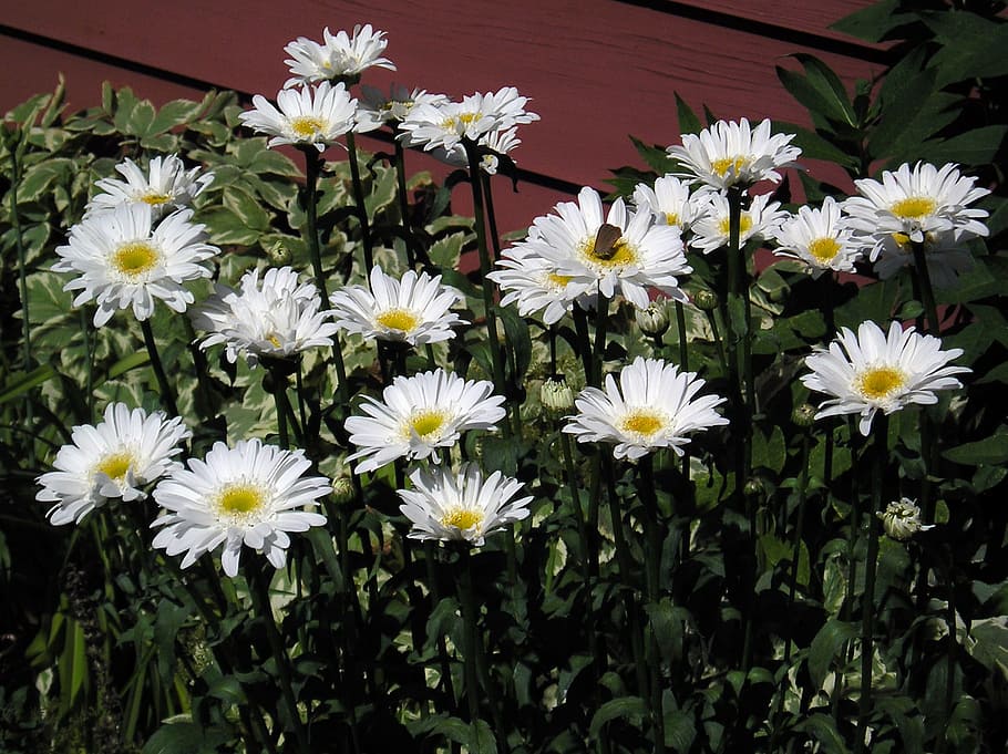 white, daisy, group, flower, beauty, nature, candid, greens, season, summer