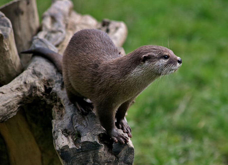 Nutria Rama De Arbol Mamifero Naturaleza Vida Silvestre Marron Nutria Asiatica Temas De Animales Animal Fauna Animal Pxfuel