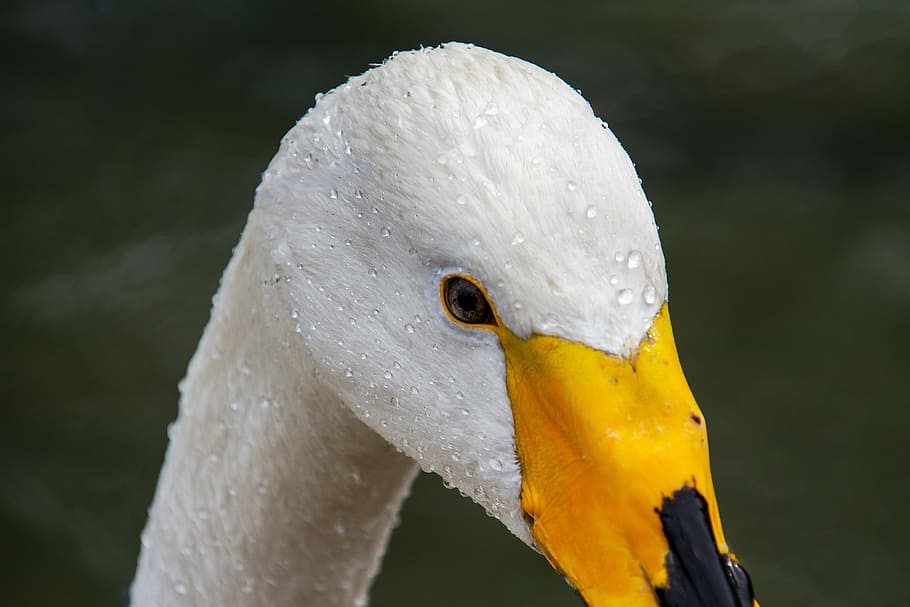 white, swan face, close, swan, whooper swan, cygnus cygnus, swan head, yellow beak, water bird, bird