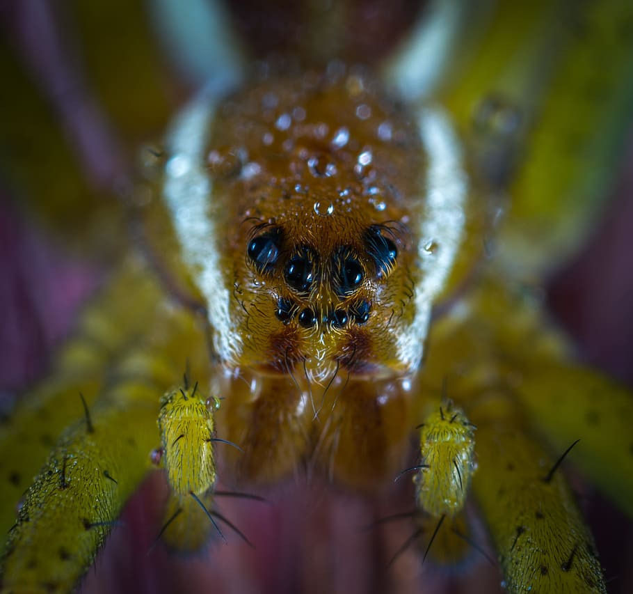 Паук это беспозвоночное животное. Глаза паука. Беспозвоночные пауки. Паук с глазами бусинками. Паук Макросъемка.