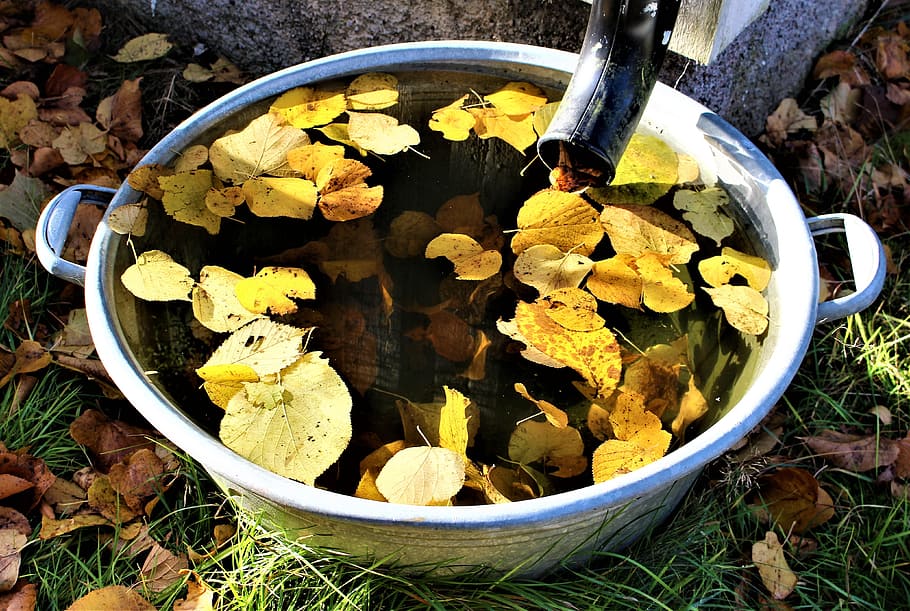 autumn, leaf, water, yellow leaves, barrel, scabbard, rainwater, golden autumn, garden, autumn leaves