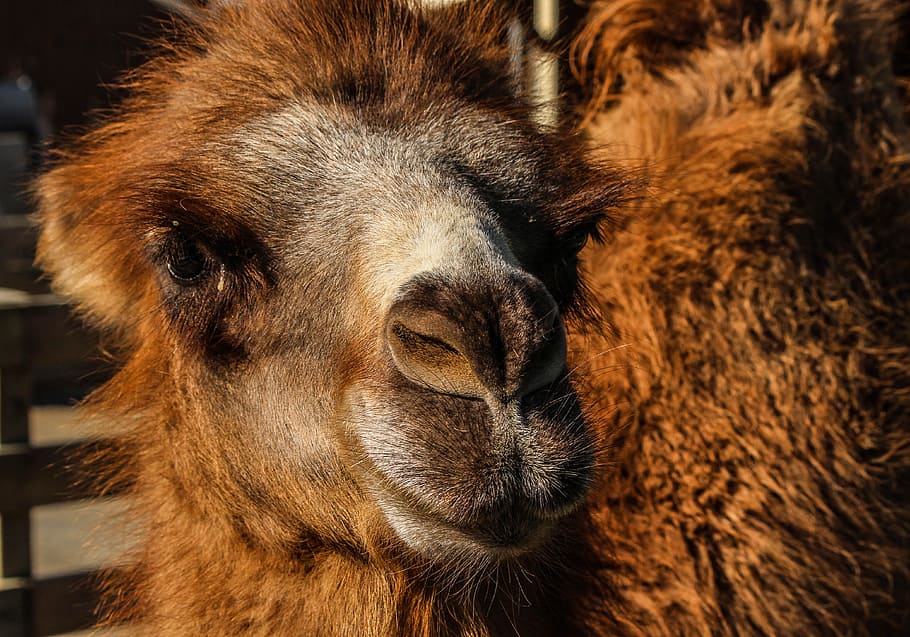 camelo bactriano, camelo, camelus bactrianus, Ásia central, dois quadris, animal de carga, animal, animais selvagens, selvagem, zoologia