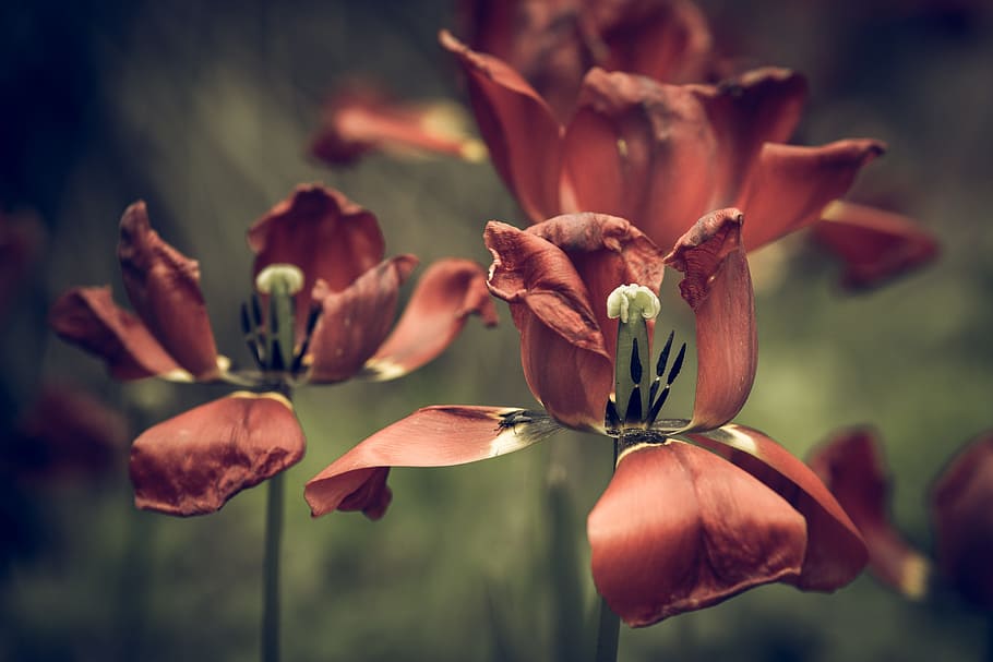 Marrón, flor de pétalos, primer plano, fotografía, Vintage, mirada, tulipanes, descolorido, flor, apariencia vintage