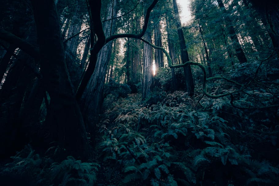 low, angle photo, trees, dark, forest, landscape, light, mystery, nature, woods