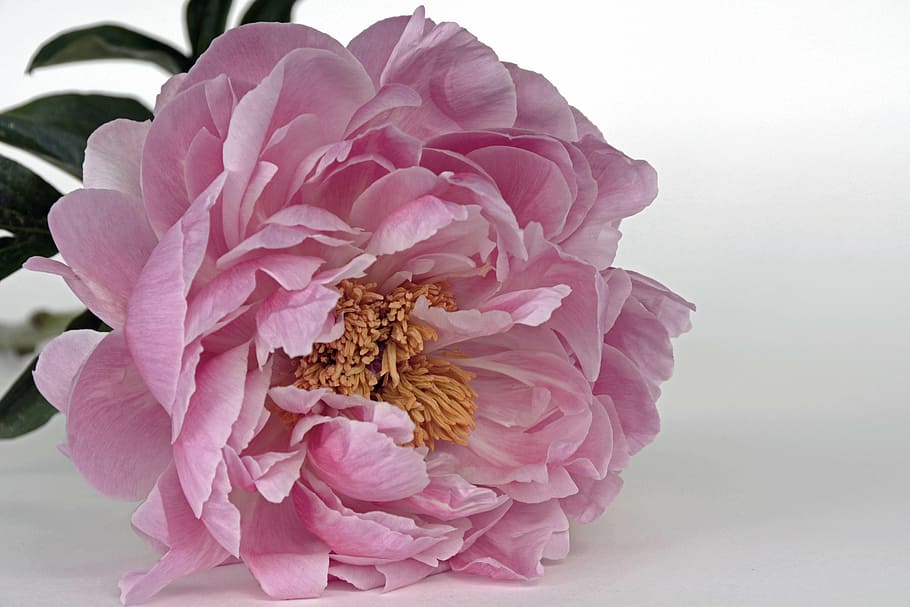 pink petals flower, peony, blossom, bloom, pink, white, spring, flower, nature, full bloom