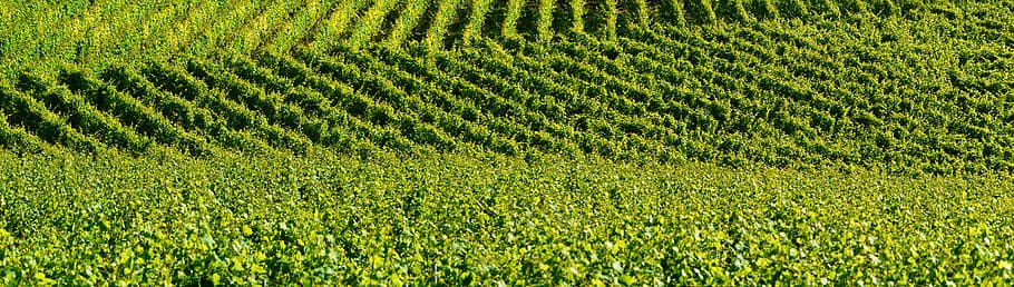 sunlight, green, farm field, vineyard, relief, background, shades of green, winegrowing, wine, vines