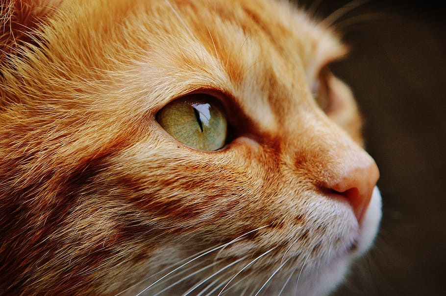 gato atigrado naranja, gato, cara, cerrar, ver, ojos, retrato, adidas, mundo animal, animal