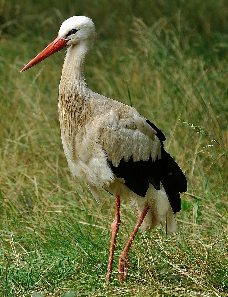 stork, african, bird, animal, wildlife, nature, wild, fauna, natural, wilderness