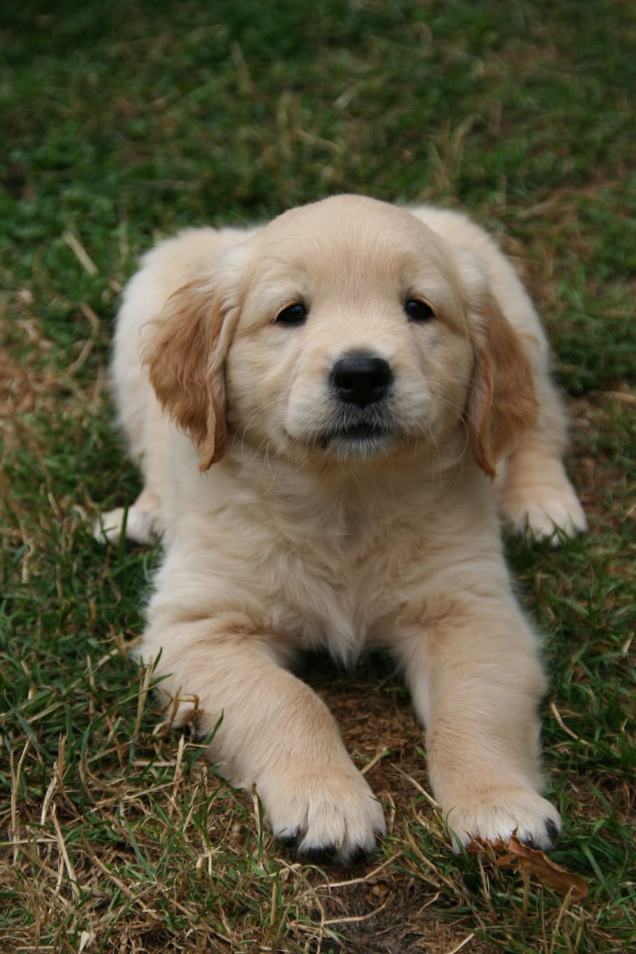 golden retriever puppy, dog puppy, cute puppy, dog, one animal, canine, animal themes, animal, domestic, pets