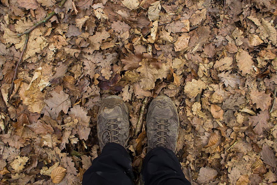 Hiking, Leaves, Nature, Tree, autumn, leaf, away, walk, background, forest