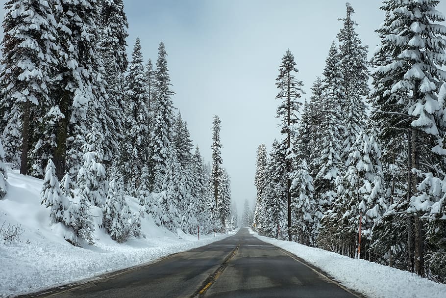 snow, cold, winter, trees, forest, road, highway, blue, sky, cold temperature