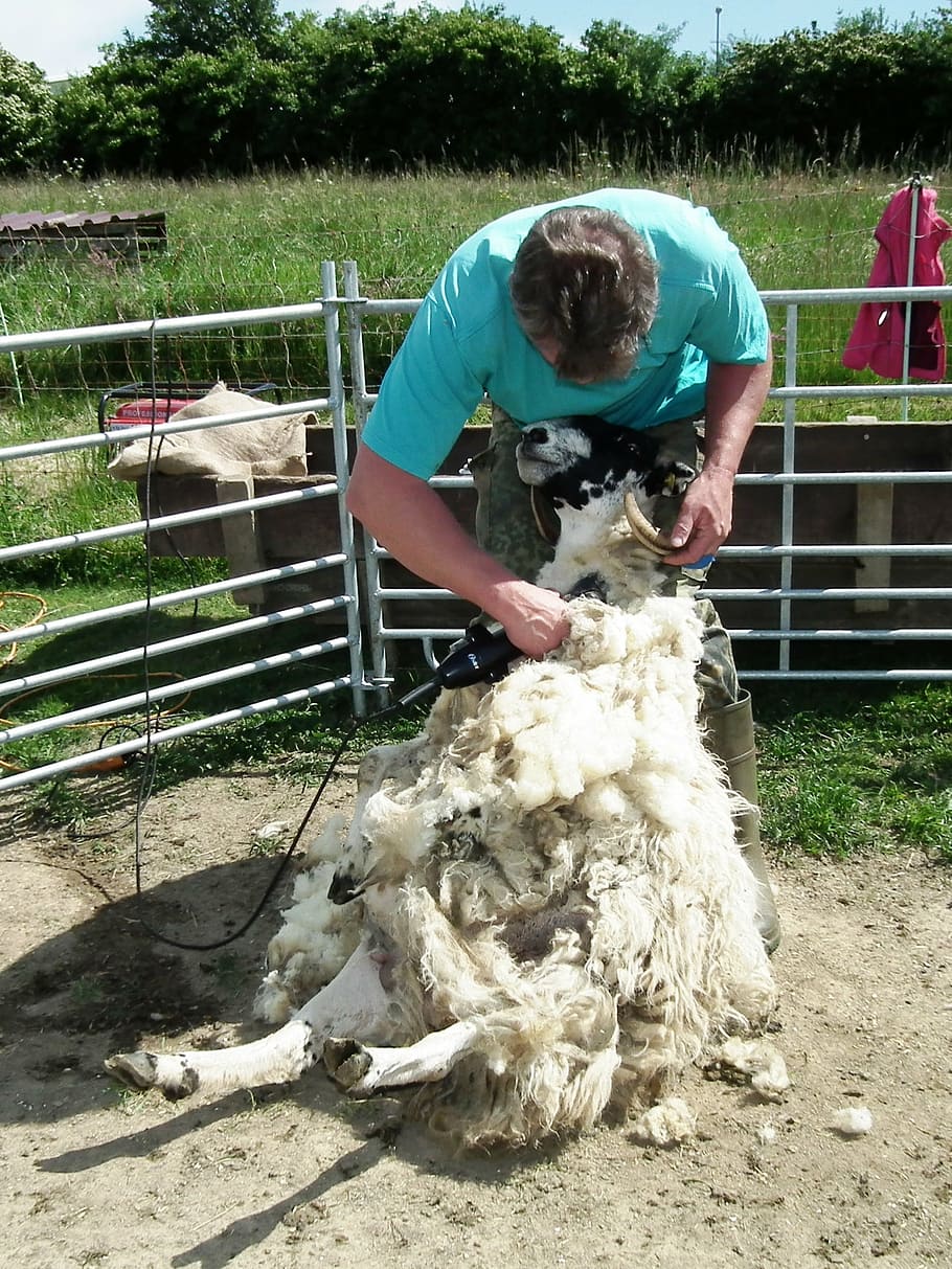 毛刈り, 羊, 羊毛, 毛刈り羊, 羊皮, 農場, 動物, 家畜, 人々, 農業
