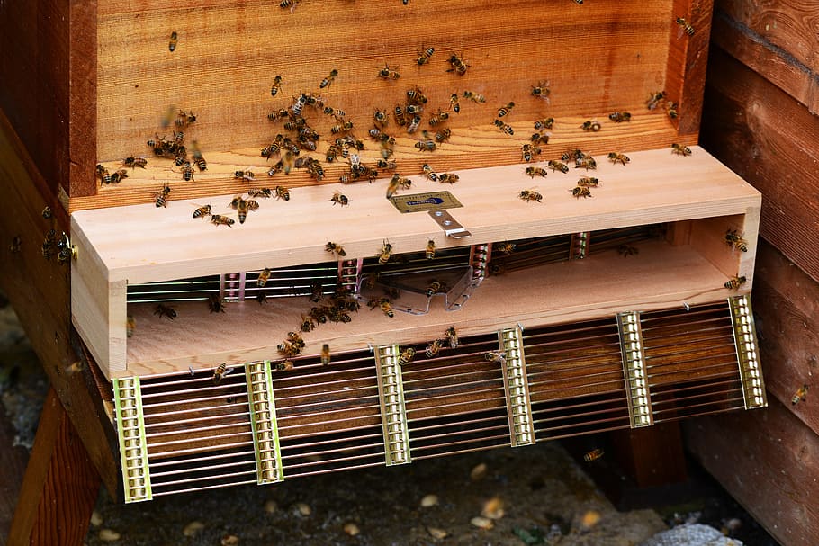 Honey Bee, Swarm, Trap, Bees, Hive, Cedar, swarm trap, wood, open trap, queen trap