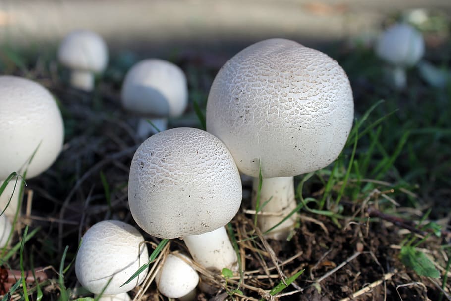 mushroom, agaricus, white, fungus, fungi, nature, grass, food, autumn, close-up
