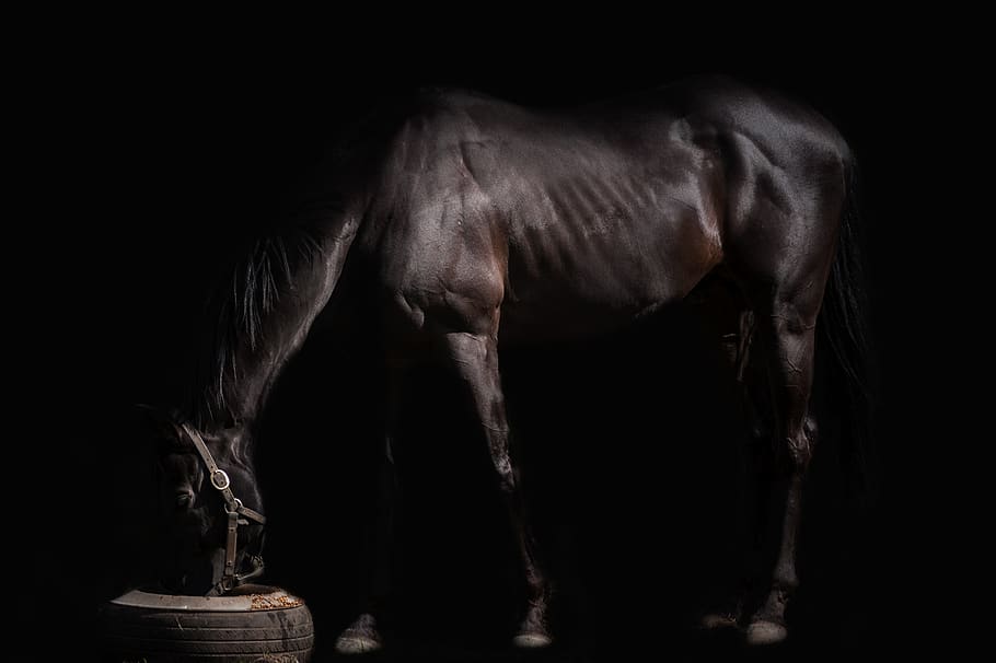 the horse, animal, stallion, pony, mammal, barn, black background, animal themes, studio shot, domestic animals