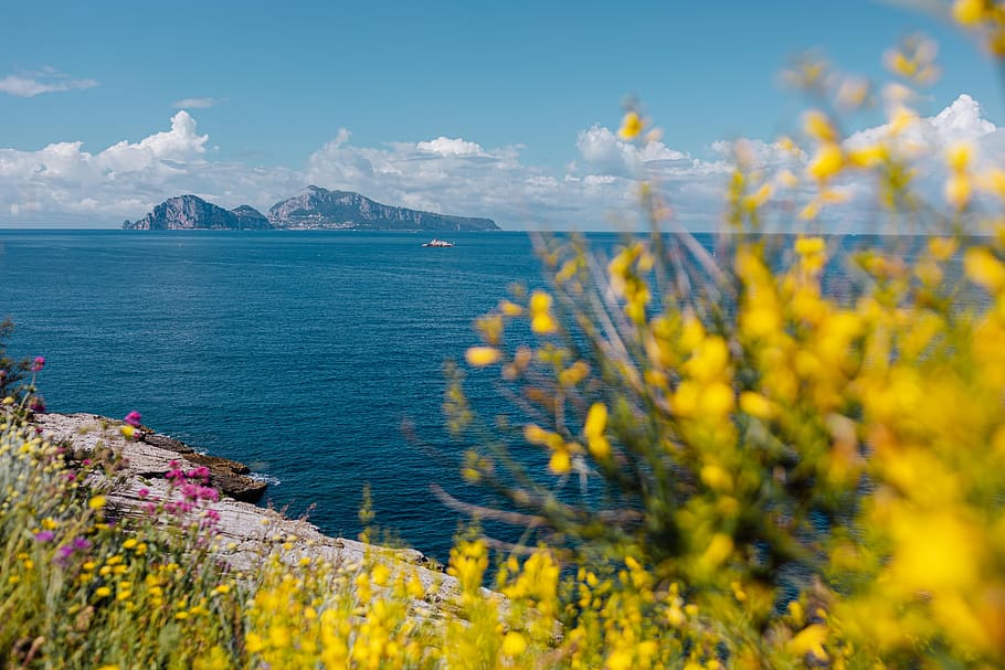 flores silvestres, flores, Itália, campania, flora, Selvagem, Amalfi, Costa, água, planta