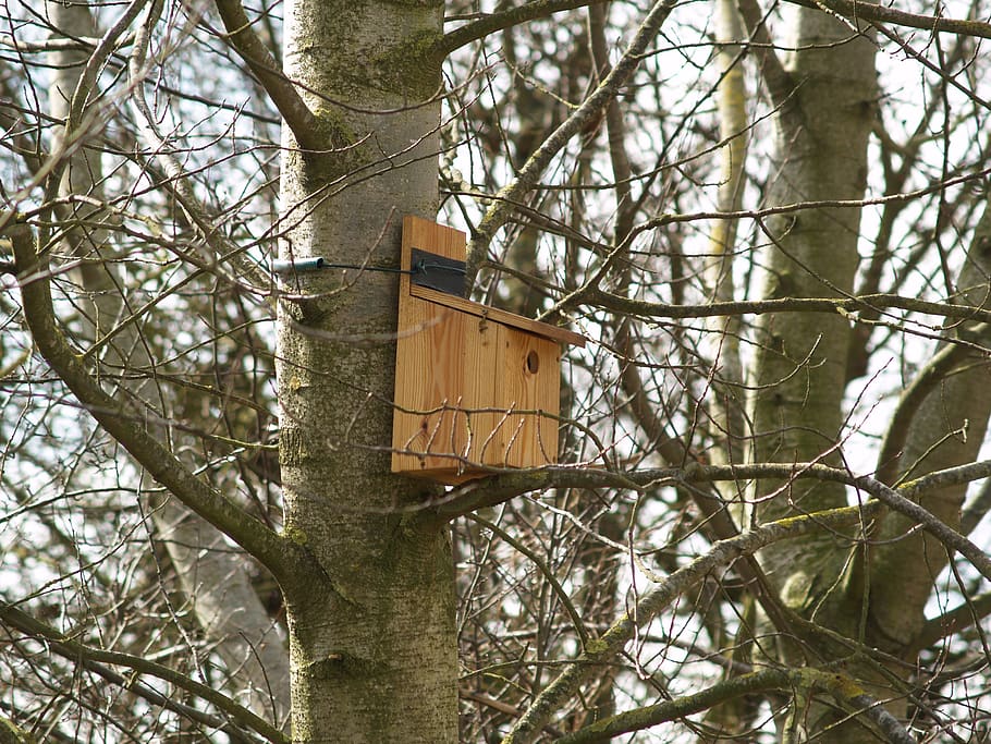 bird, bird box, nature, spring, nest, tree, branch, nesting, season, summer