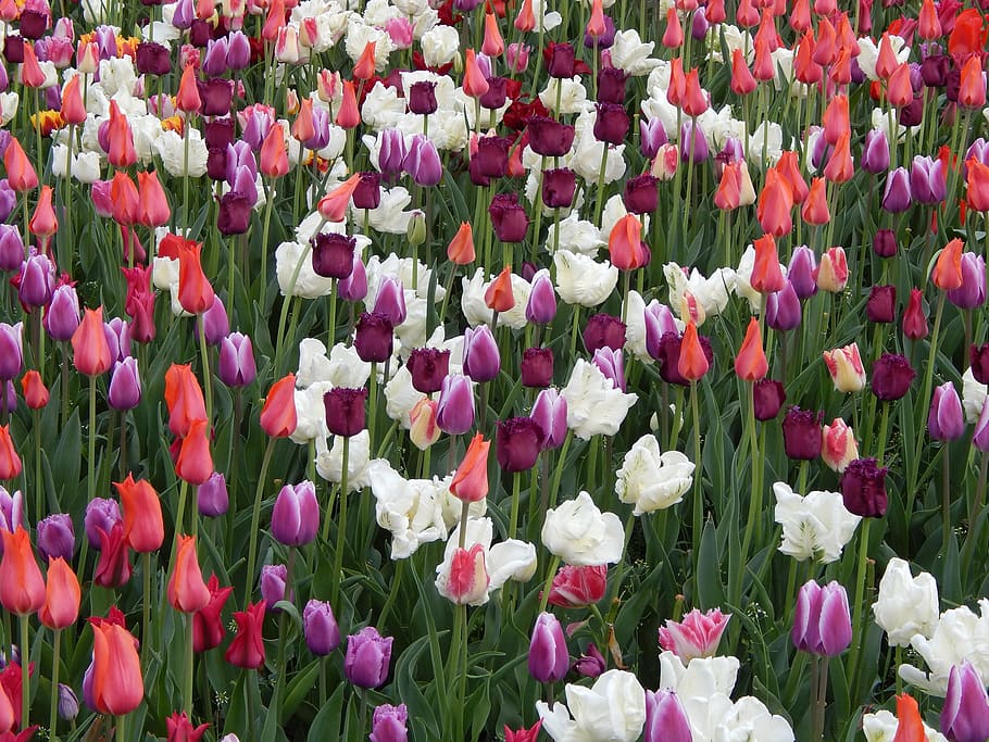 tulips, flowers, meadow, flowerbed, flowering plant, flower, plant, freshness, beauty in nature, vulnerability