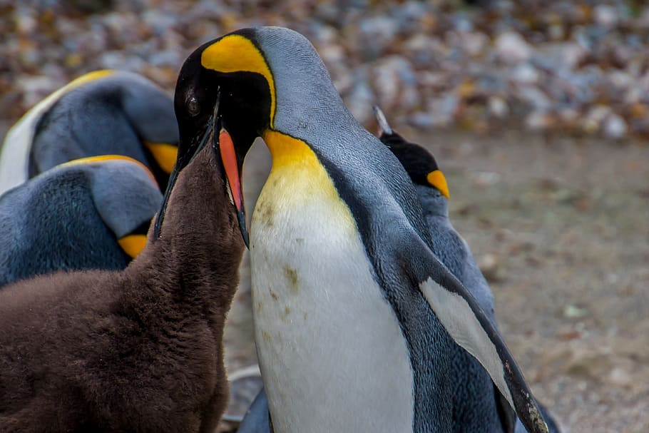 Pinguim-imperador, Pingu, pinguim, pinguim jovem, bebê, pais, preocupações, preocupação, temas de animais, pássaro