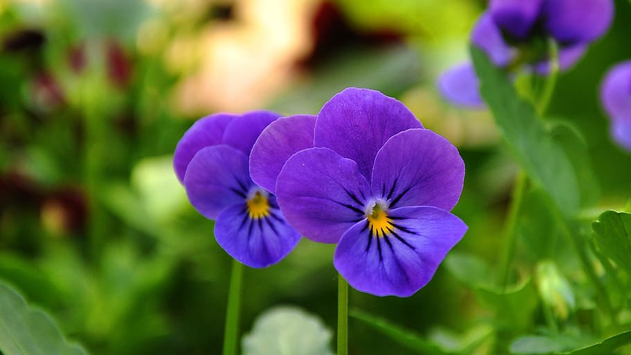 purple, petaled flowers, field, pansy, flower, flower garden, flora, flowering plant, plant, beauty in nature