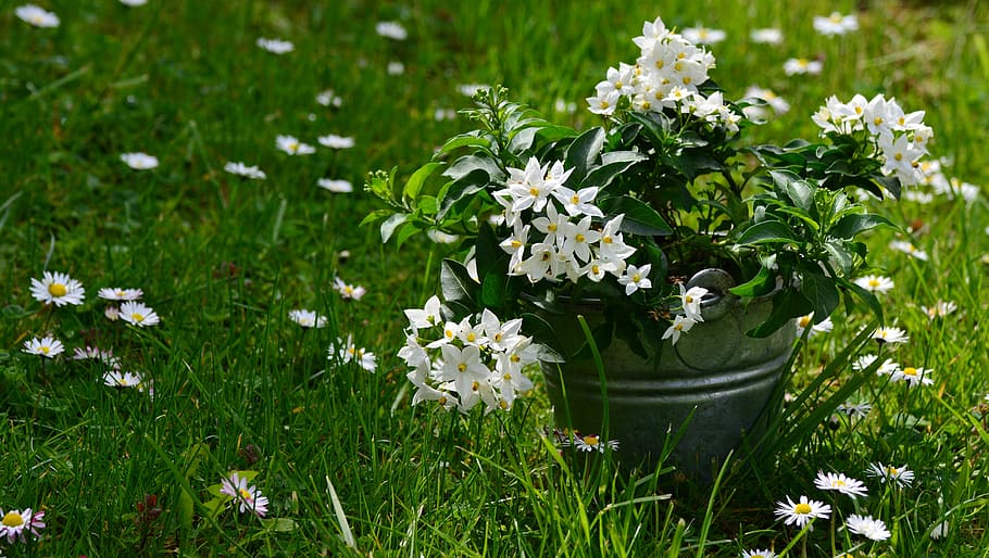 putih, bunga, abu-abu, ember, jasmin, solanum jasminoides, padang rumput, pengaturan, daisy, hari ibu