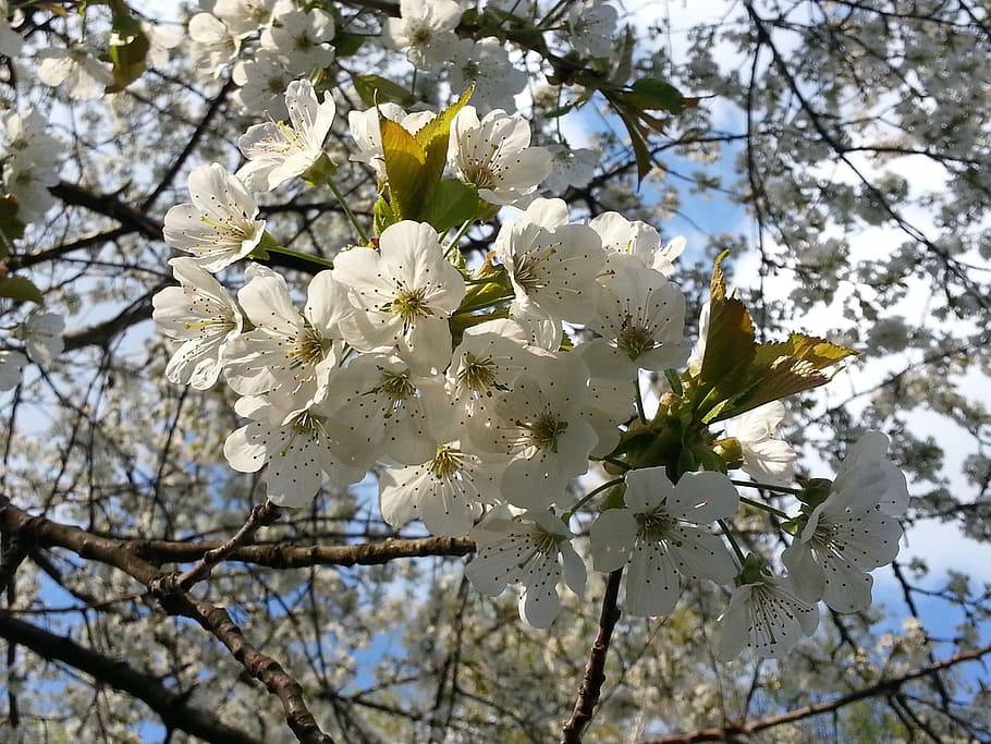 flores de cerezo, flores, ramita floreciente, blanco, primavera, cerezo  japonés, cerezo, de cerca, flor blanca, planta floreciente | Pxfuel