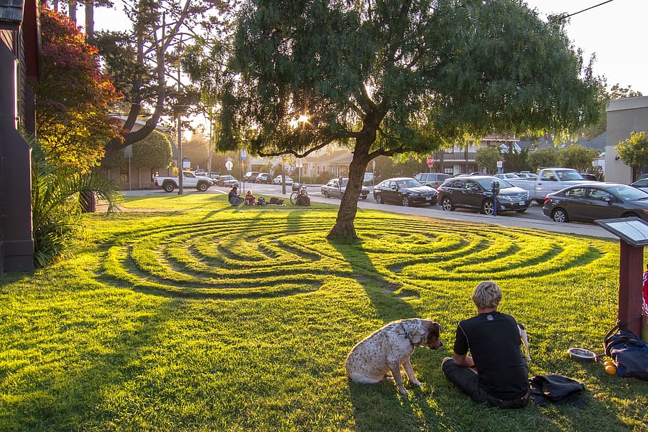 labyrinth, santa cruz, california, dog, sunset, dusk, coast, resting, man, tree