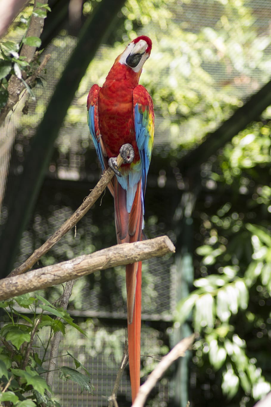 macaw, bird, tropical bird, animals, exotic bird, parrot, nature, color, exotic, vertebrate