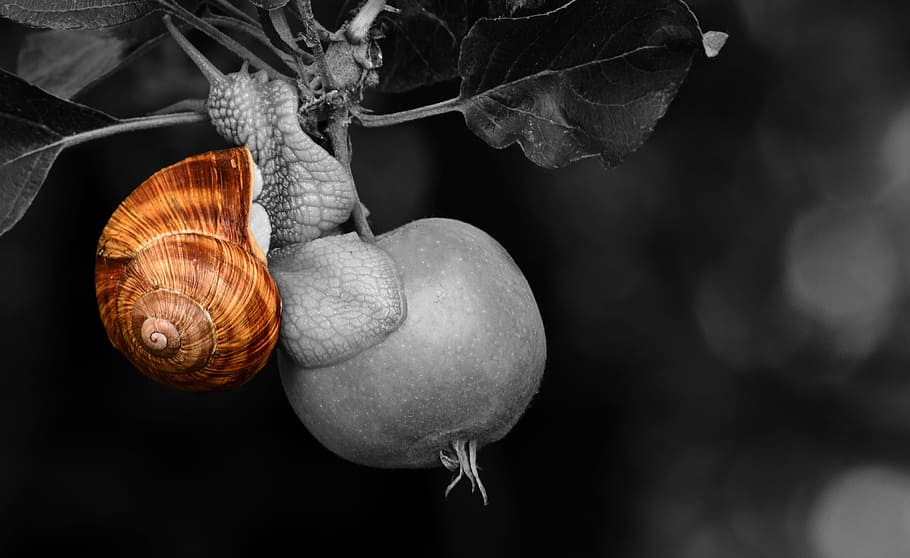 selective, color photo, brown, Snail, Shell, Apple Tree, apple, tree, fruit, nature