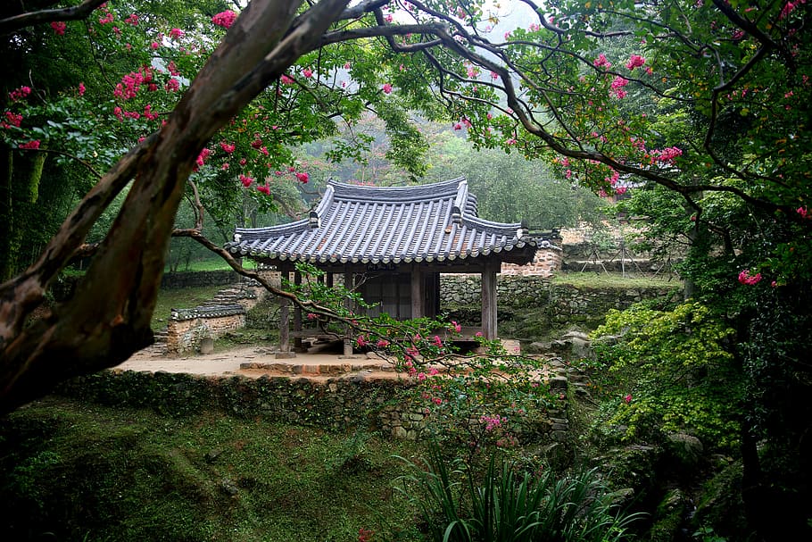 casa, rodeado, verde, plantas, durante el día, madera, naturaleza, jardín, parque, damyang