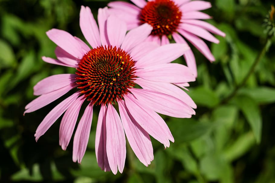merah muda, merah, bunga-bunga, topi matahari, bunga, mekar, berkembang, keranjang bunga, coneflower ungu, echinacea