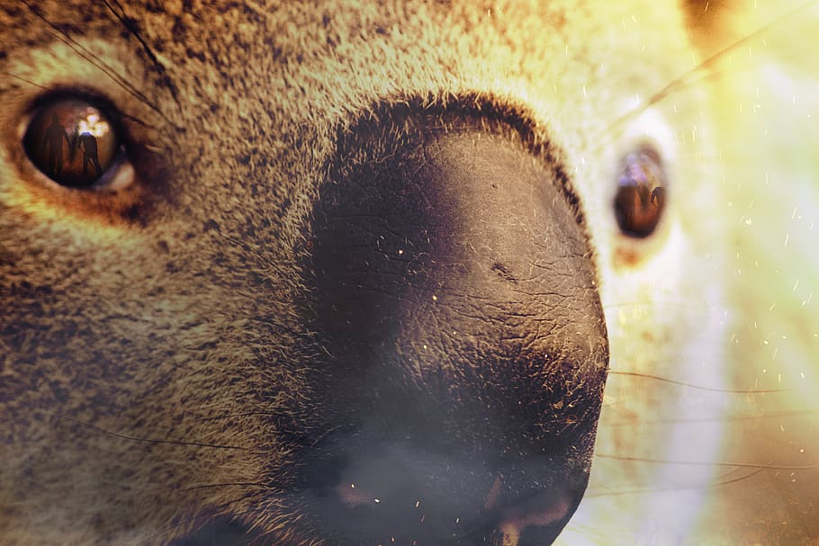 fire, australia, koala, smoke, devastation, animal themes, animal, mammal, one animal, close-up