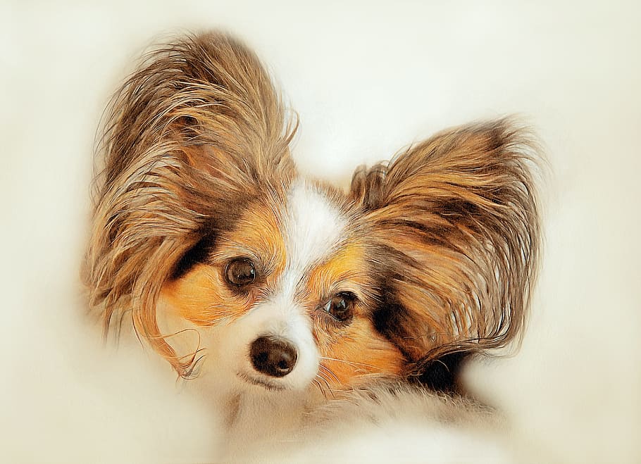 brown, white, black, papillon painting, the dog is a purebred, puppy, portrait, pets, view, devotion