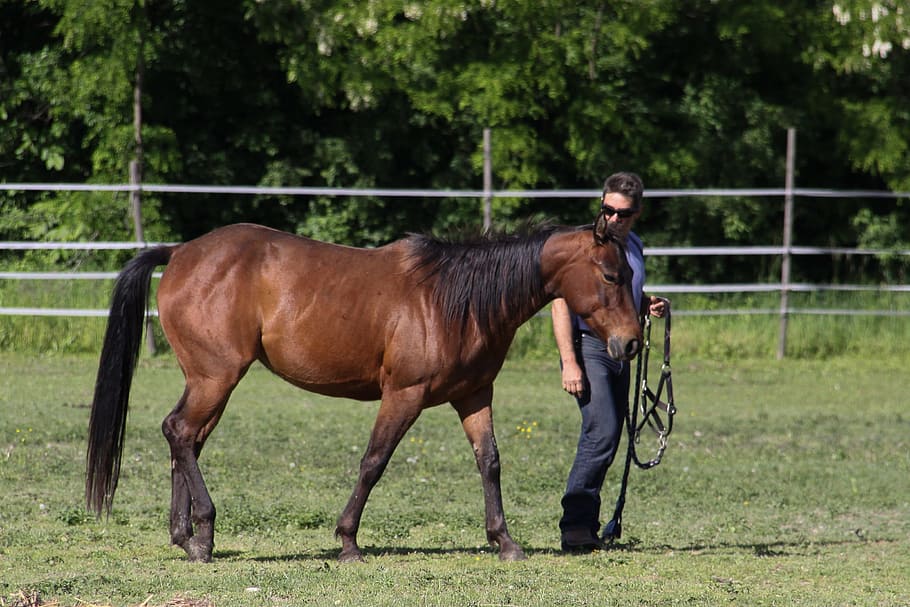 homem, em pé, ao lado, marrom, verde, campo de grama, Cavalo, Adestramento, Animais, Equitação ocidental