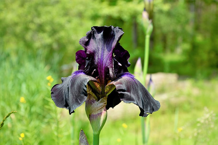 Iris Flower Bloom Black Violet Closeup Shiny Pollen Stamen Pistil Pxfuel