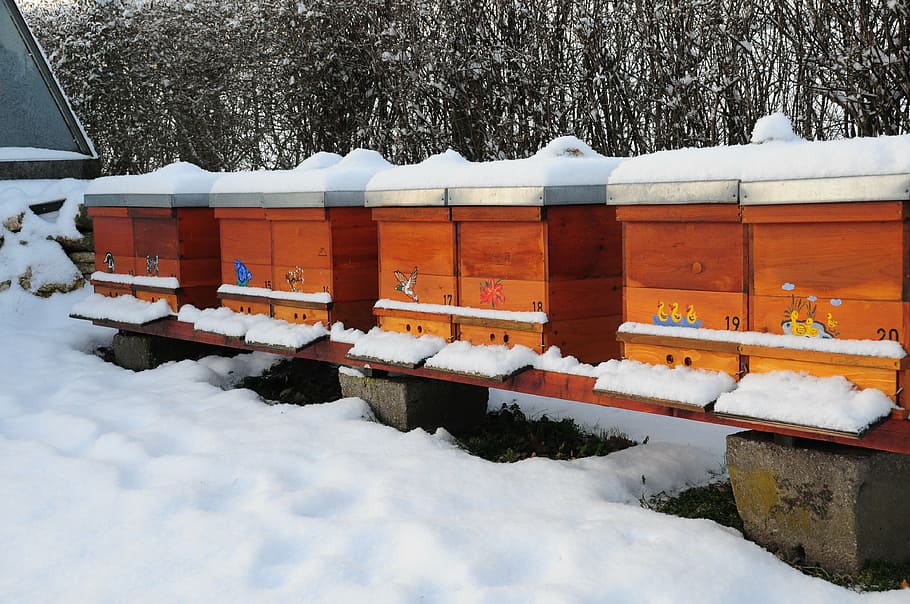 winter, bee hives, nature, bees, bee hive, honey bee, garden, snow, cold temperature, white color