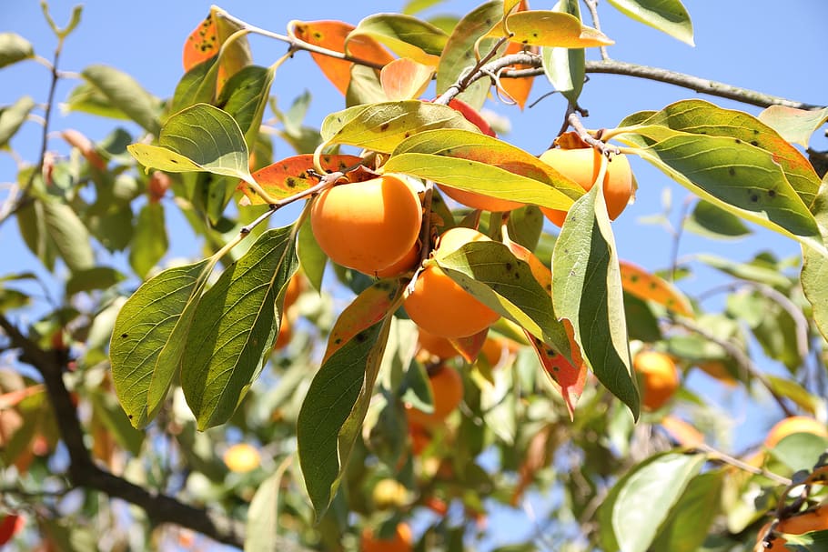 naranja, árbol frutal, tomado, durante el día, otoño, caqui, fruta, caqui seco, hoja, parte de la planta