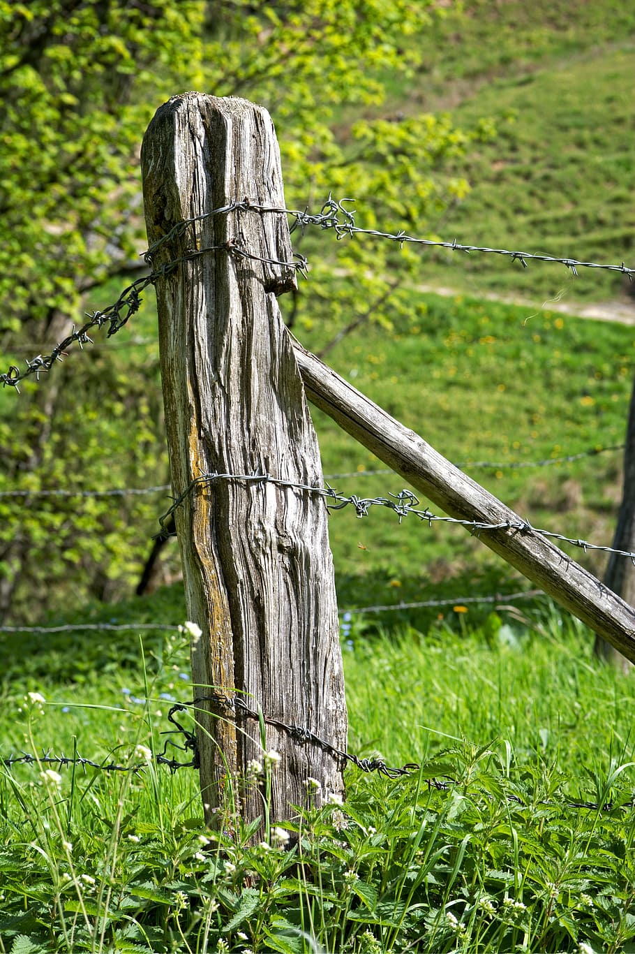 poste, cerca de pasto, cerca, demarcación, antiguo, alambre, pila, pasto, cerca de ganado, postes de madera