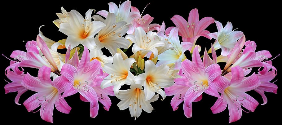 flowers, lilies, belladonna, easter, fragrant, perfume, garden, nature, flower, flowering plant