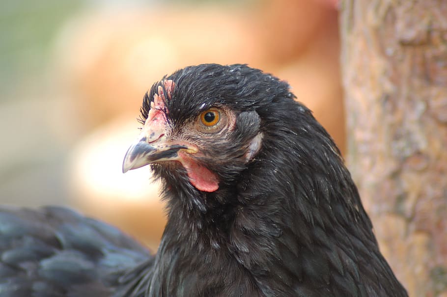 animals, birds, poultry, the hen, comb, domestic fowl, nature, beak, cochin, the head of the