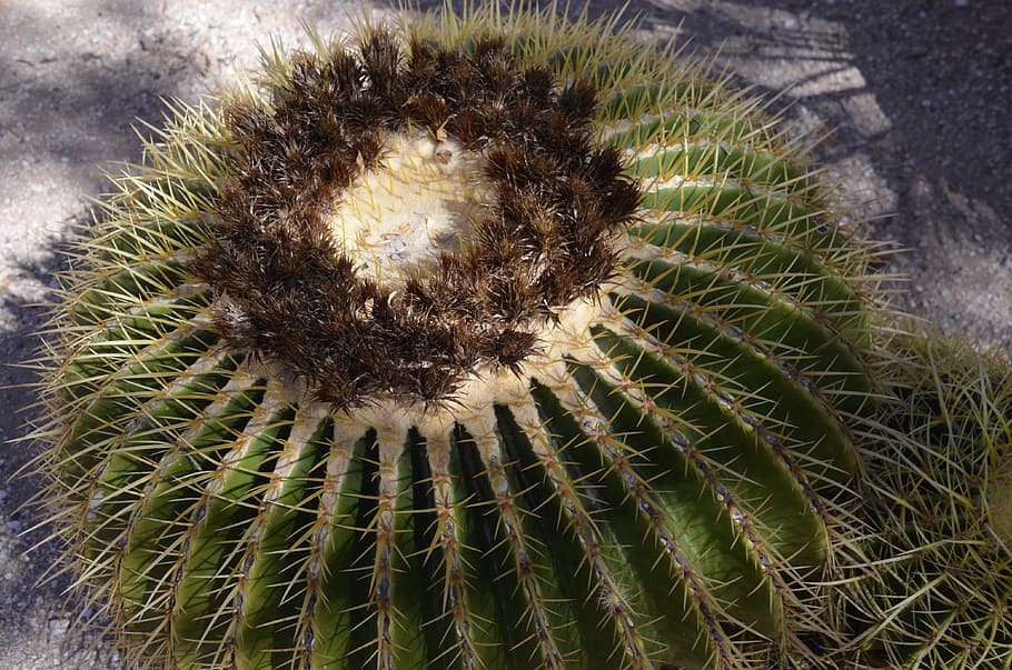 golden barrel cactus, cactus, thorns, desert, tucson, arizona, golden, barrel, garden, botanical