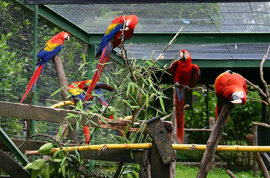 Bird, Parrot, Cage, Zoo, Colorful, bright, agriculture, outdoors, red, day