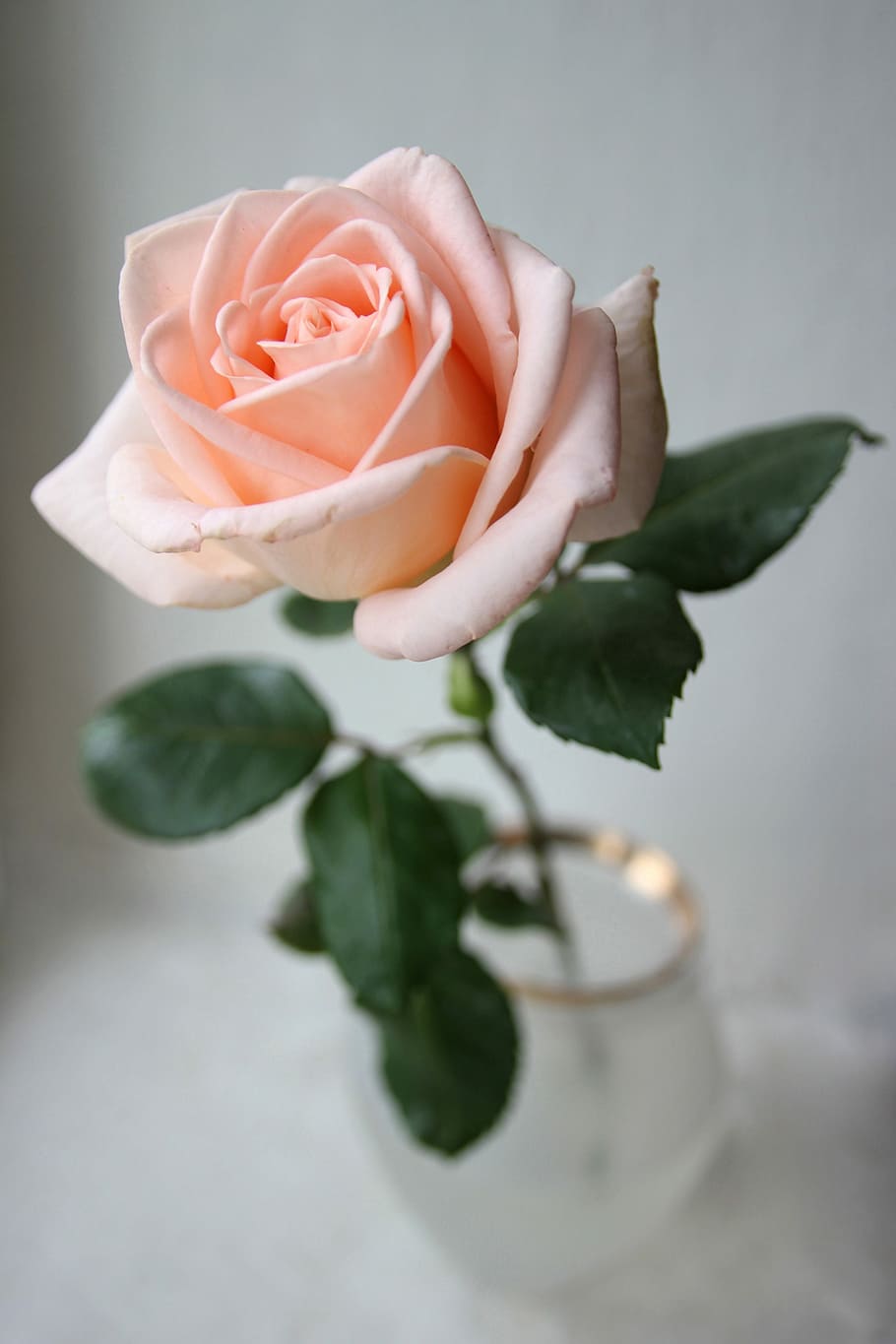 rose, flower, love, sheet, krupnyj plan, beautiful, romance, pink, one, the lone