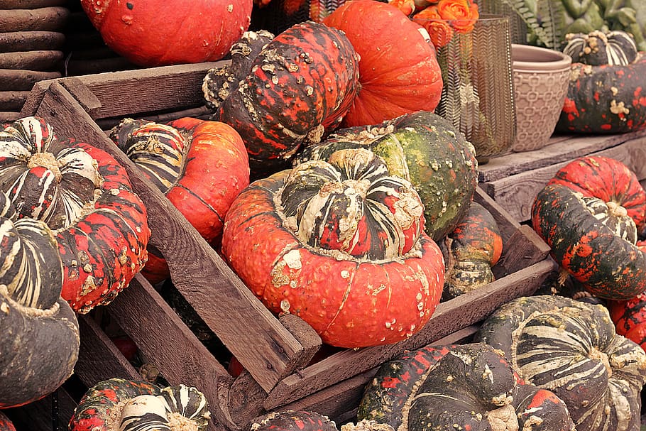 calabaza, otoño, comida, fruta, cosecha, halloween, verduras, elegir, comer, frutas de otoño