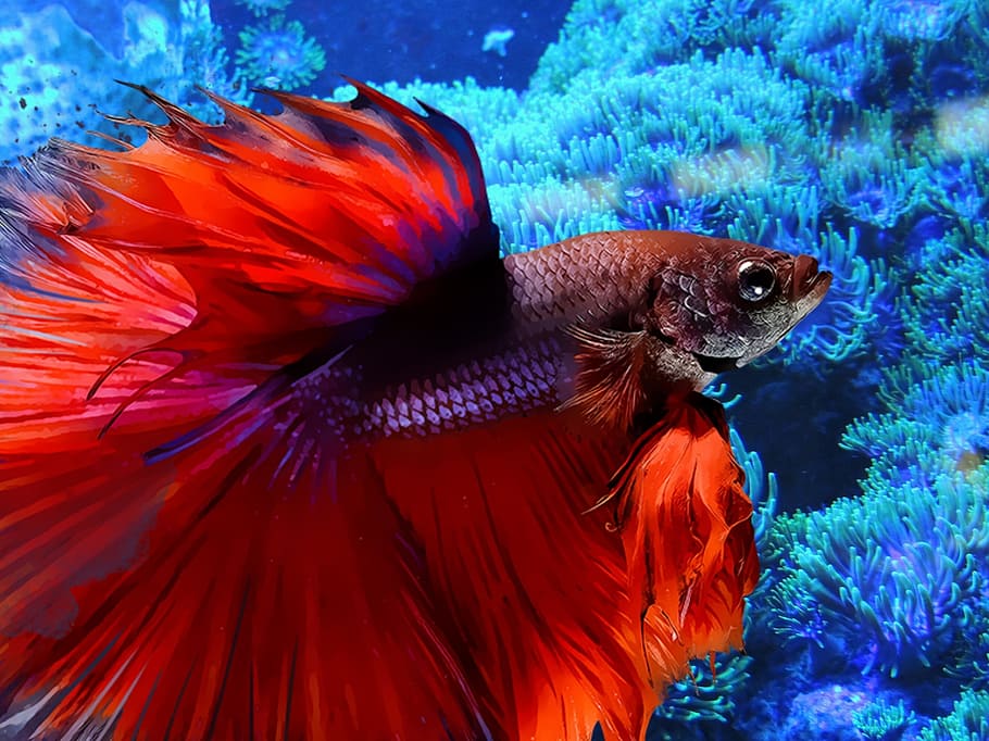 red, gray, siamese, fighting, fish, red fish, underwater, aquarium, swim, abstract