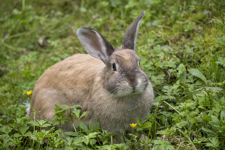 hare, rabbit, long eared, ears, rodent, nager, easter, easter bunny, animal themes, animal