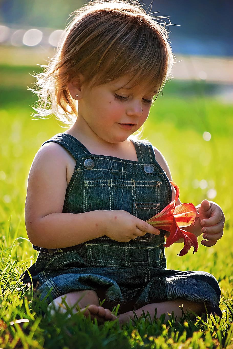 girl, blue, overall, pants, holding, red, lily flower, sitting, flower, baby