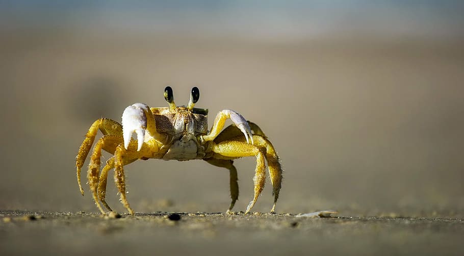 yellow, brown, crab, standing, gray, sand, beach, macro, closeup, crawling